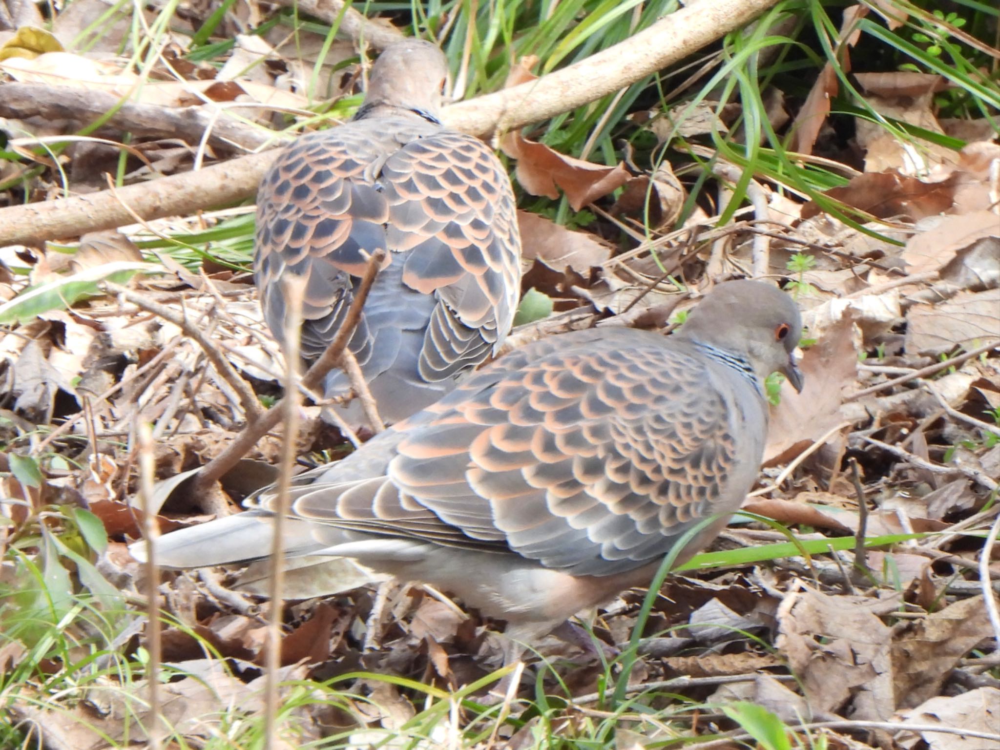 Oriental Turtle Dove