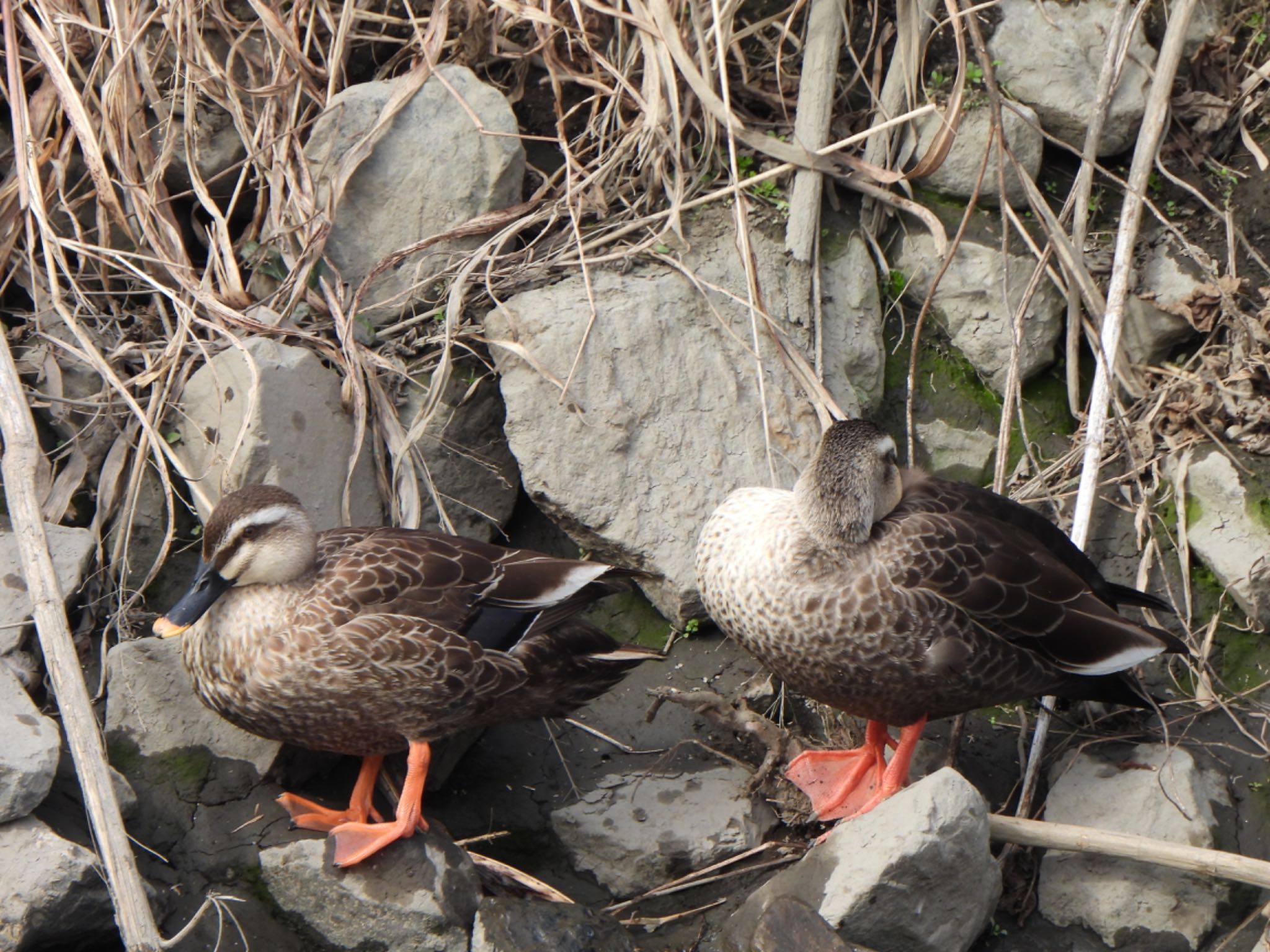 Eastern Spot-billed Duck