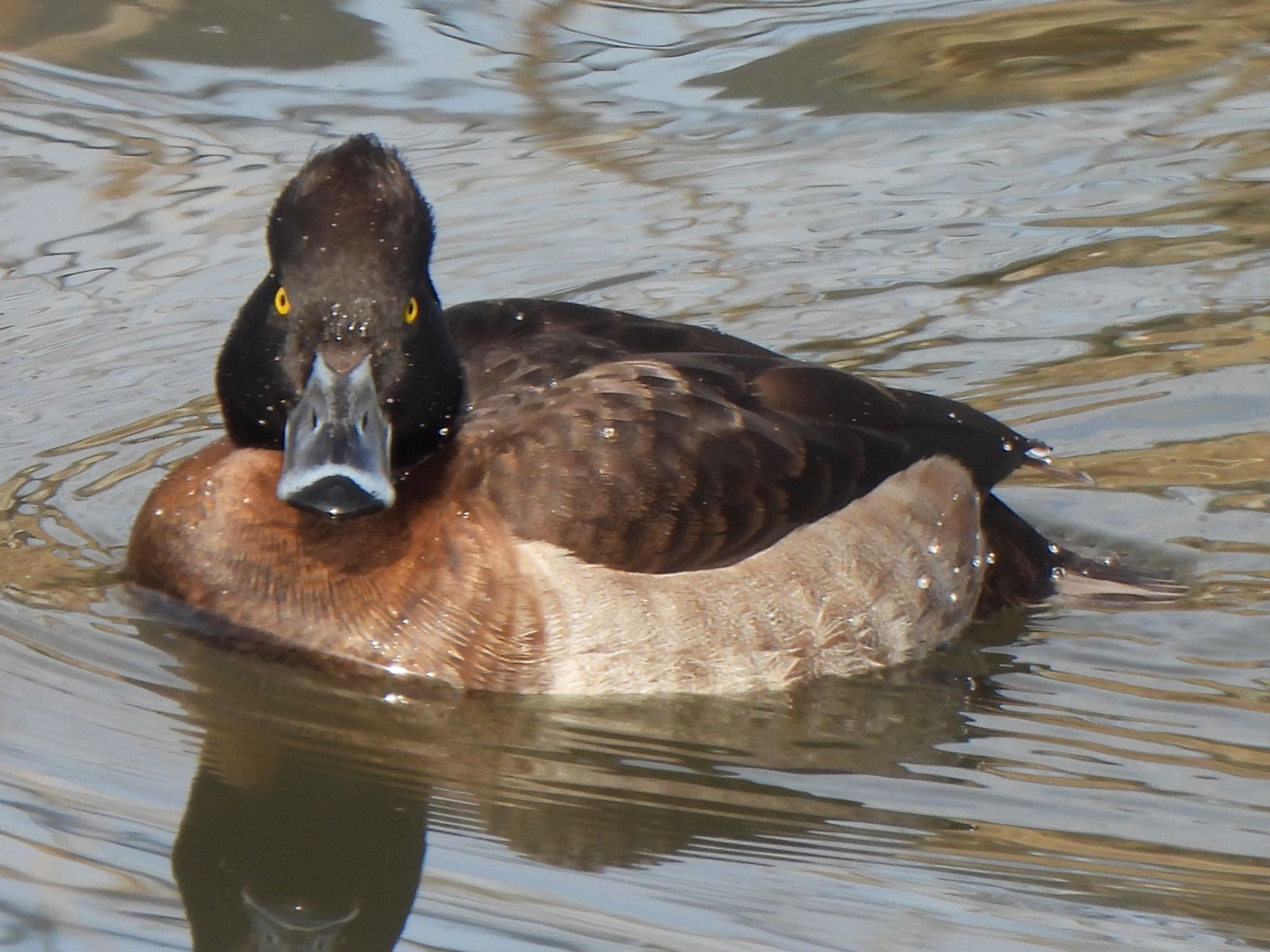 Tufted Duck