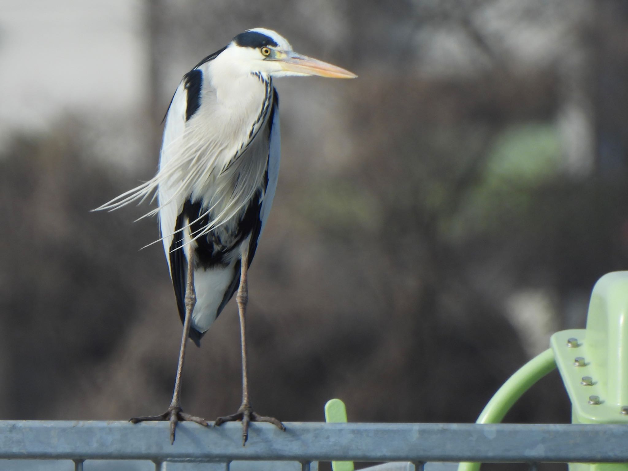 Grey Heron