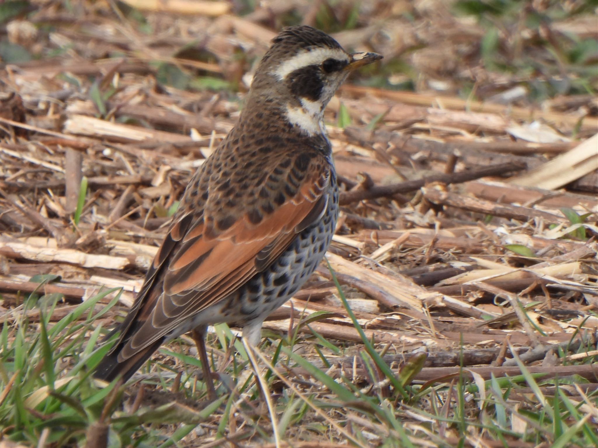 Dusky Thrush