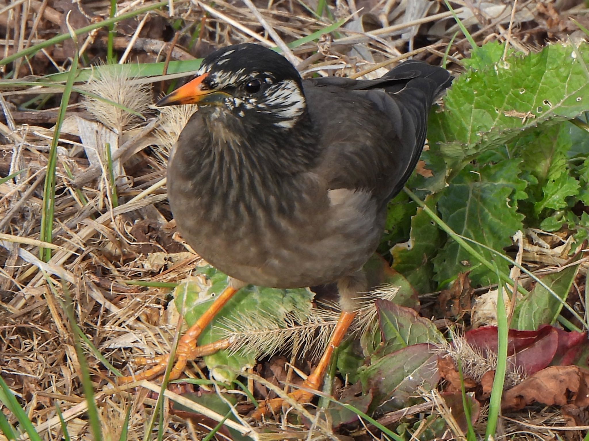 White-cheeked Starling