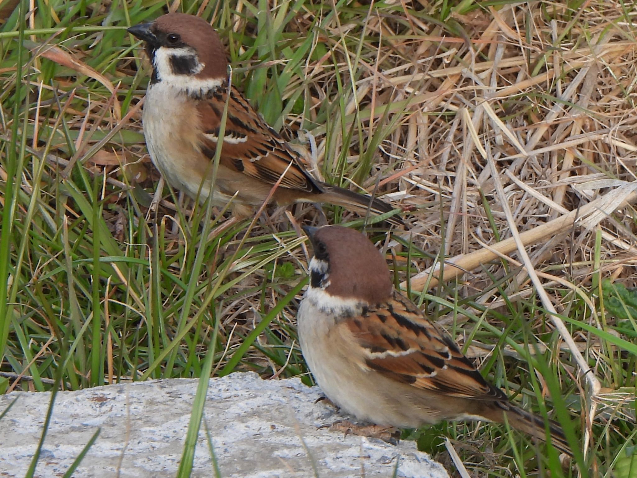 Eurasian Tree Sparrow