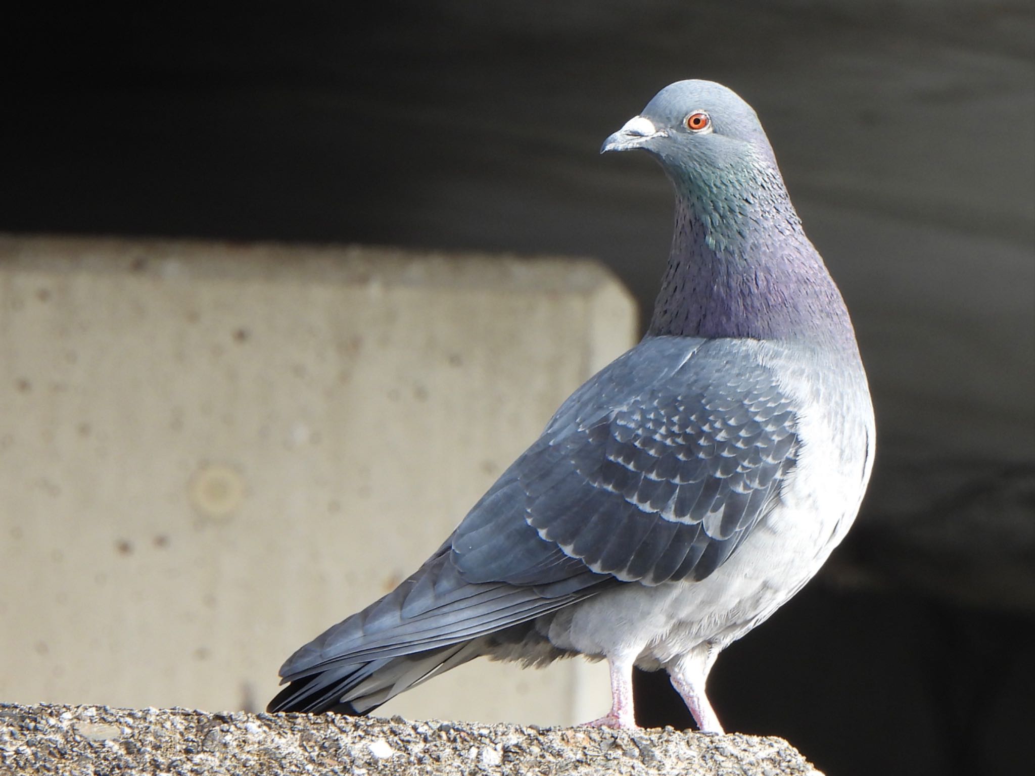 Rock Dove