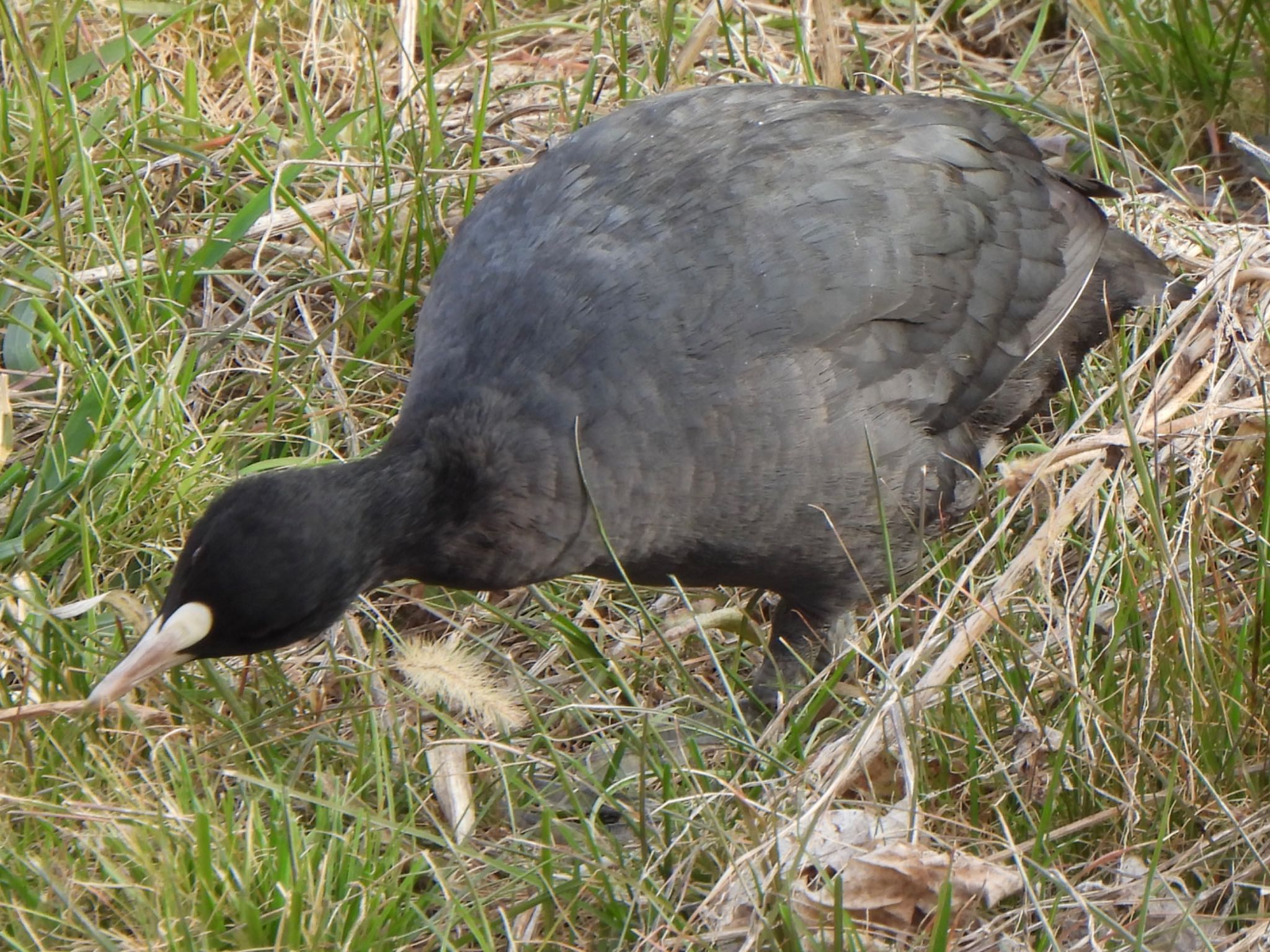 Eurasian Coot