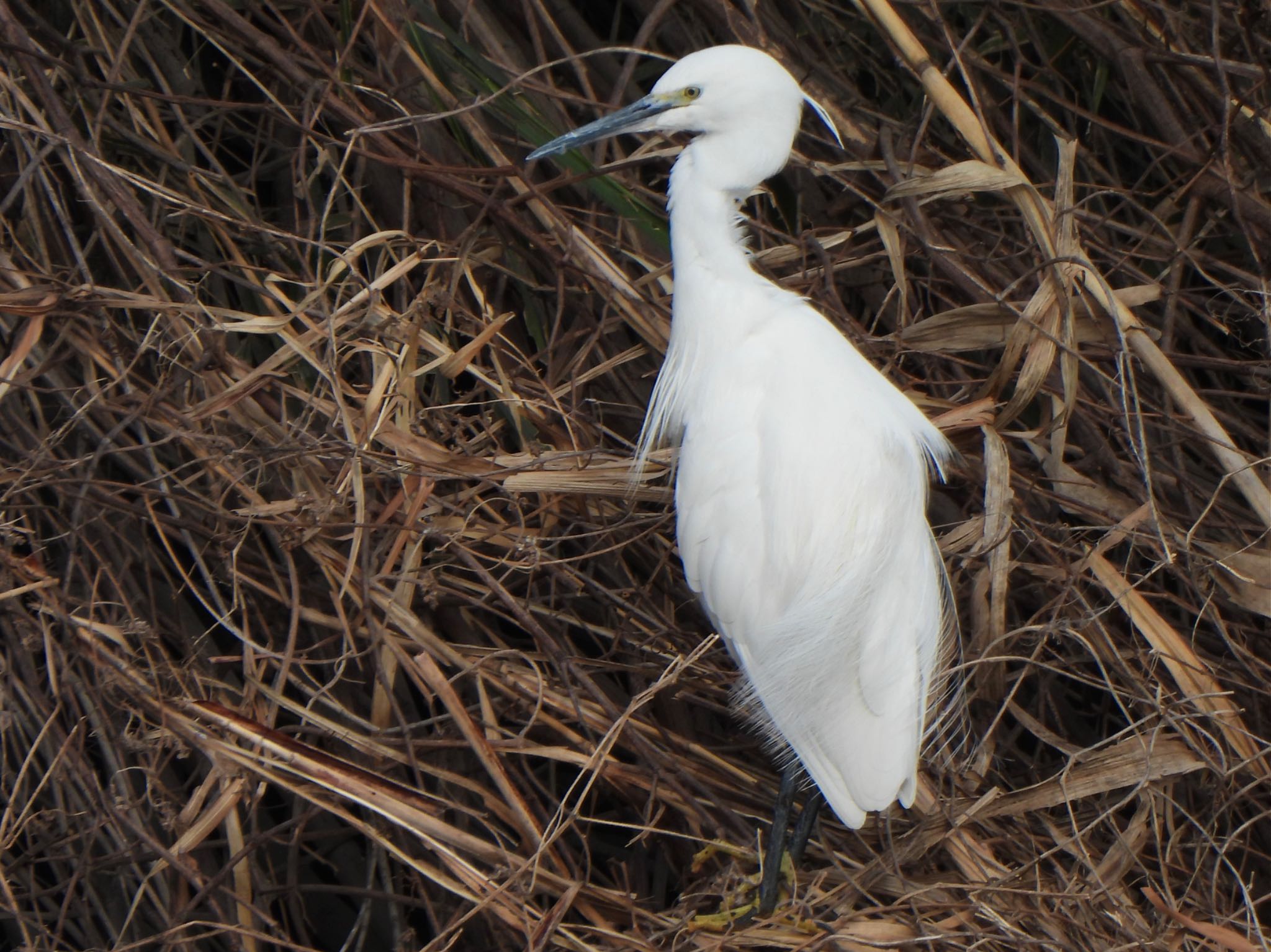 Little Egret