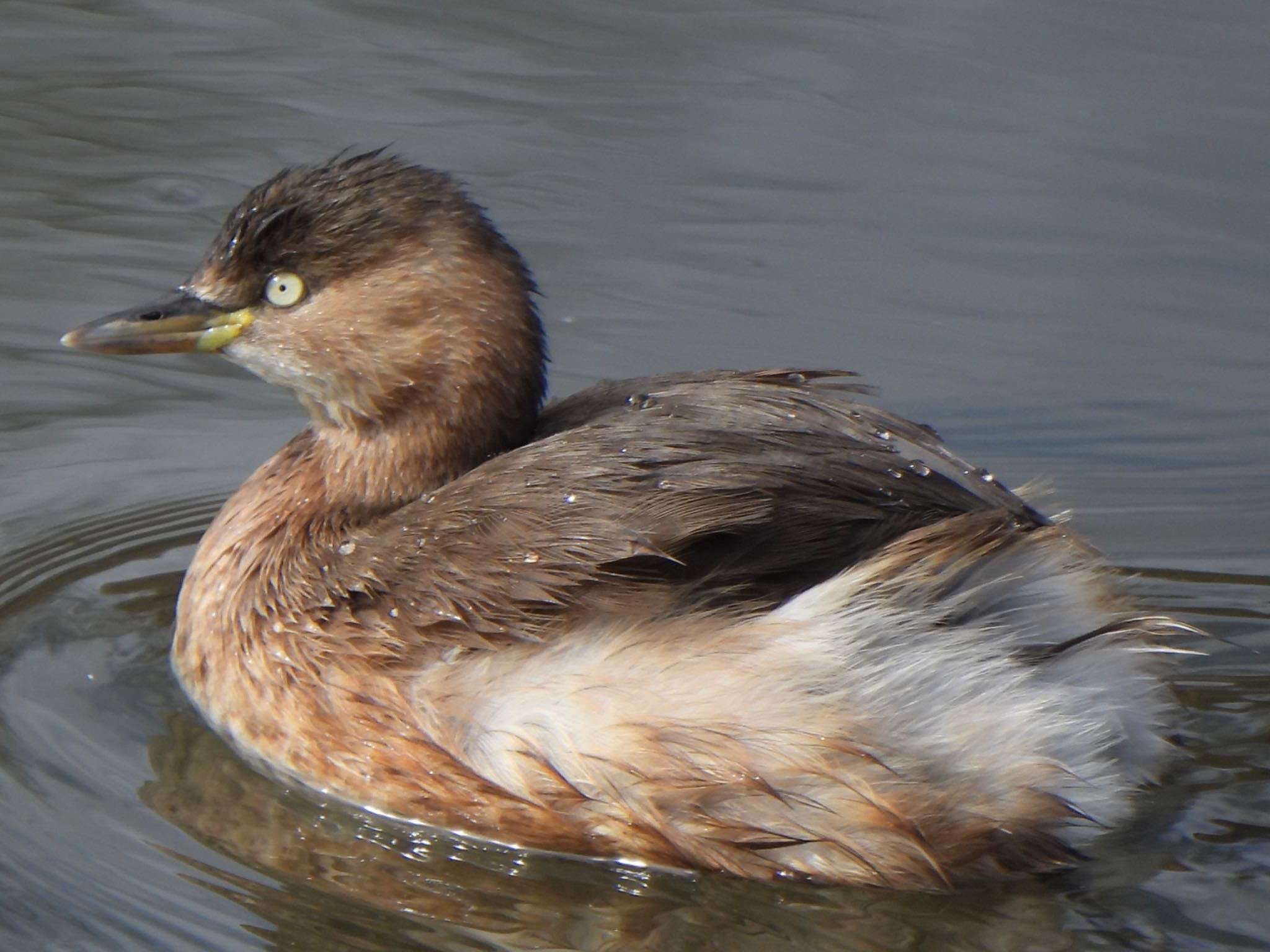 Little Grebe