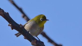 Warbling White-eye 磐田大池 Sun, 2/11/2024