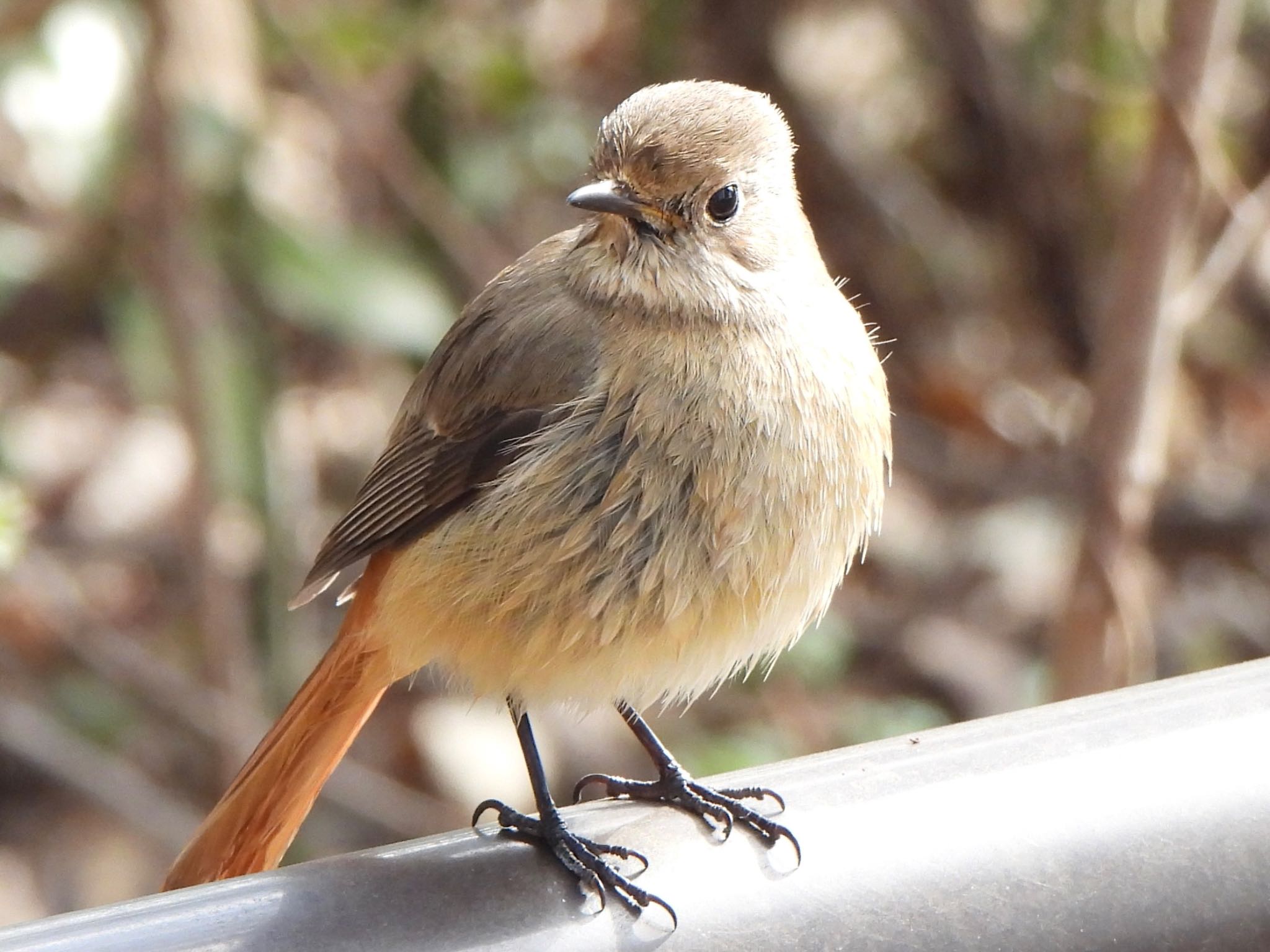 Daurian Redstart