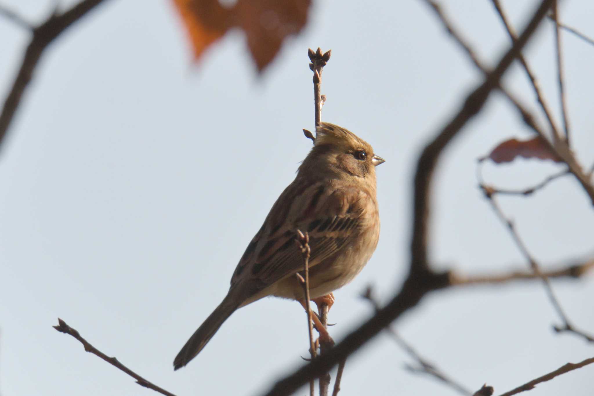 滋賀県甲賀市甲南町創造の森 ミヤマホオジロの写真 by masatsubo