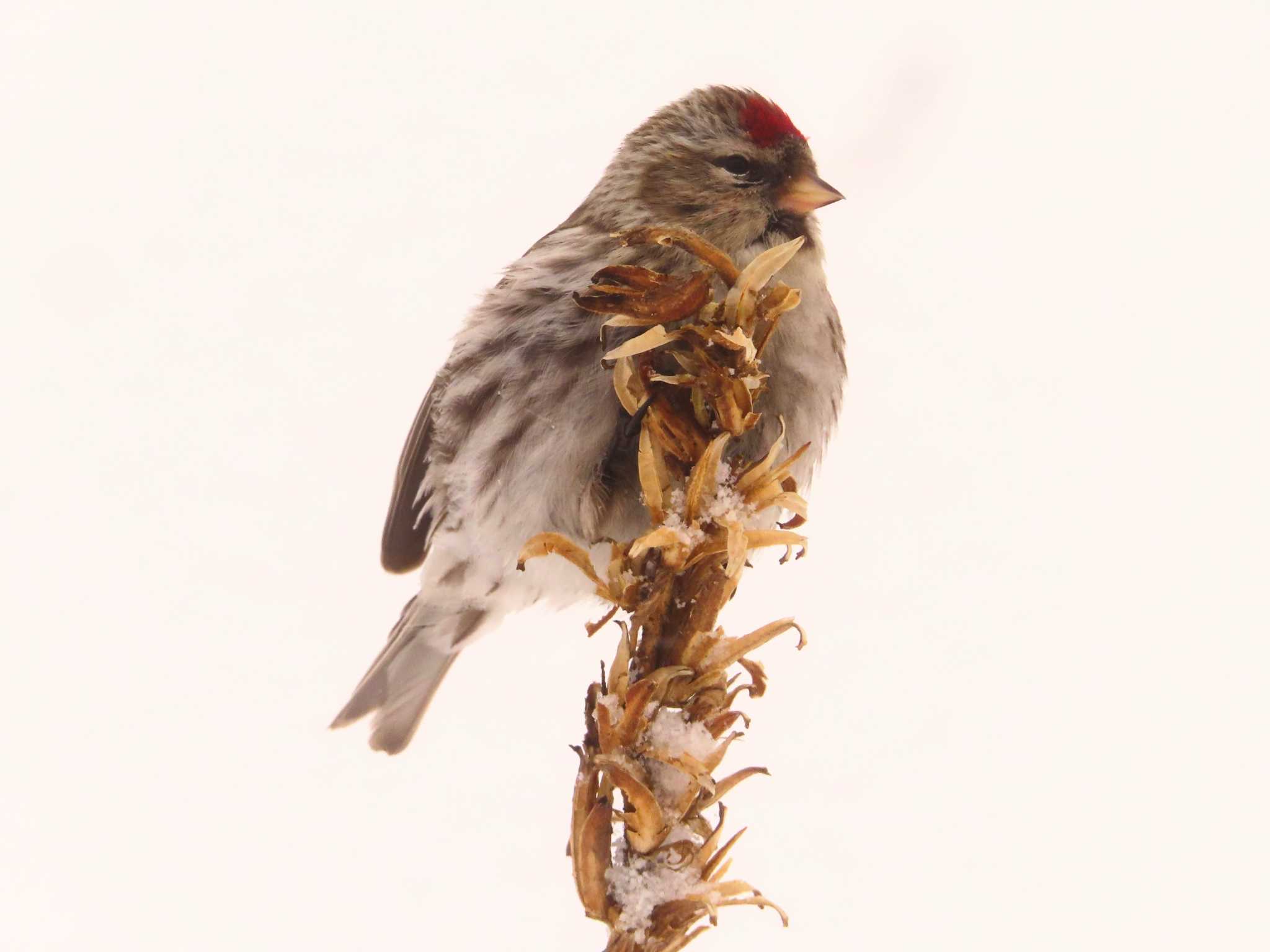 Photo of Common Redpoll at Makomanai Park by ゆ