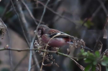 2024年2月17日(土) 桜草公園の野鳥観察記録
