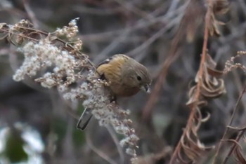 ベニマシコ 桜草公園 2024年2月17日(土)