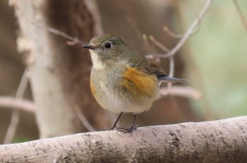 2024年2月17日(土) 秋ヶ瀬公園の野鳥観察記録