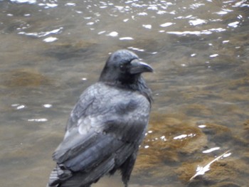 Carrion Crow 名瀬・上矢部市民の森 Sat, 2/17/2024