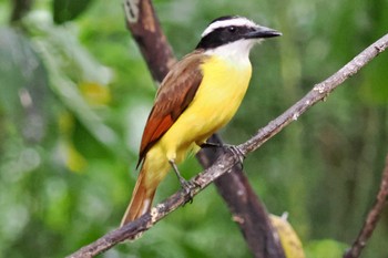 キバラオオタイランチョウ Tarcoles River Cruise(Costa Rica) 2024年2月9日(金)