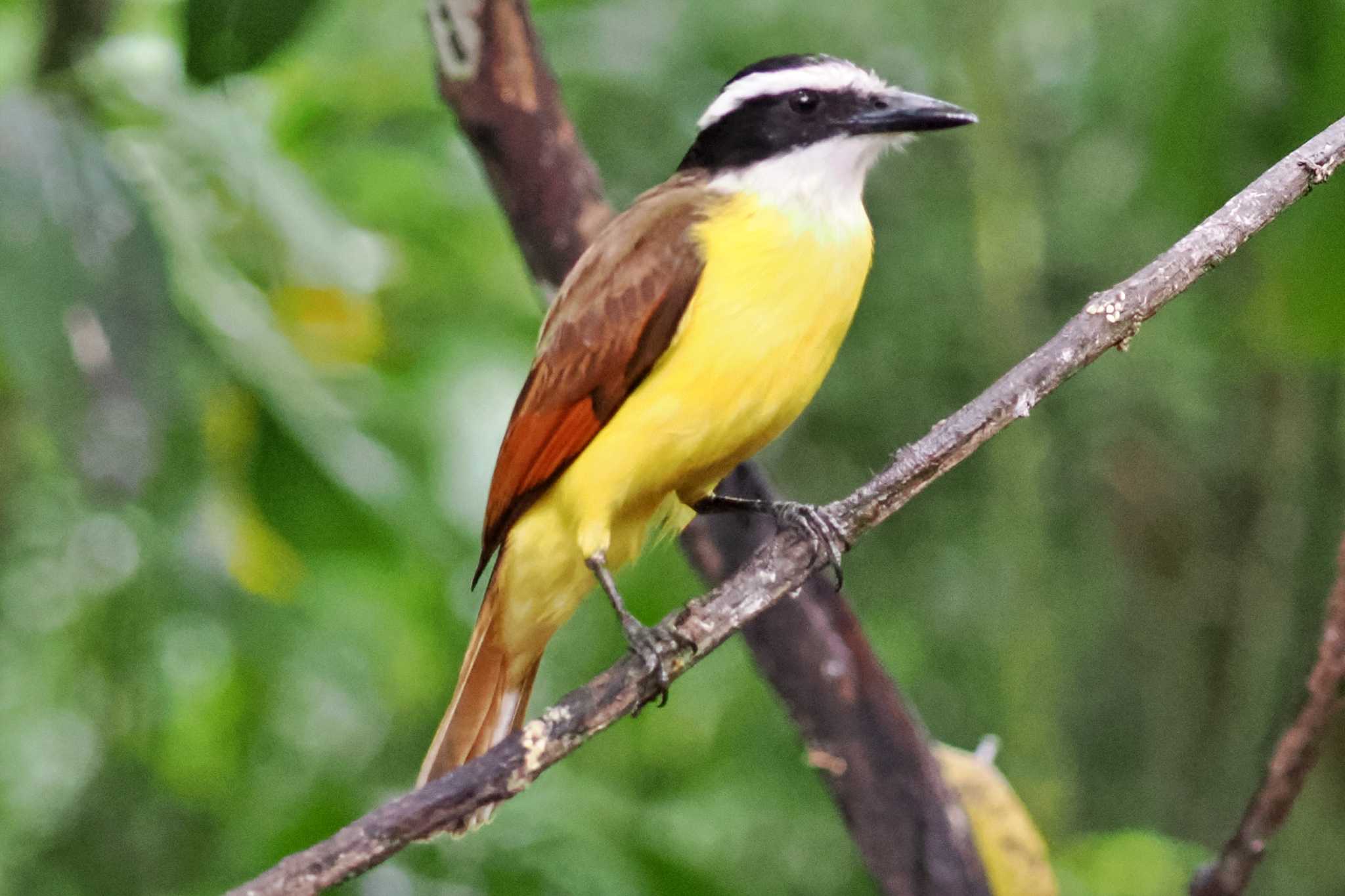 Tarcoles River Cruise(Costa Rica) キバラオオタイランチョウの写真 by 藤原奏冥