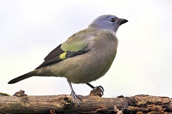 Yellow-winged Tanager