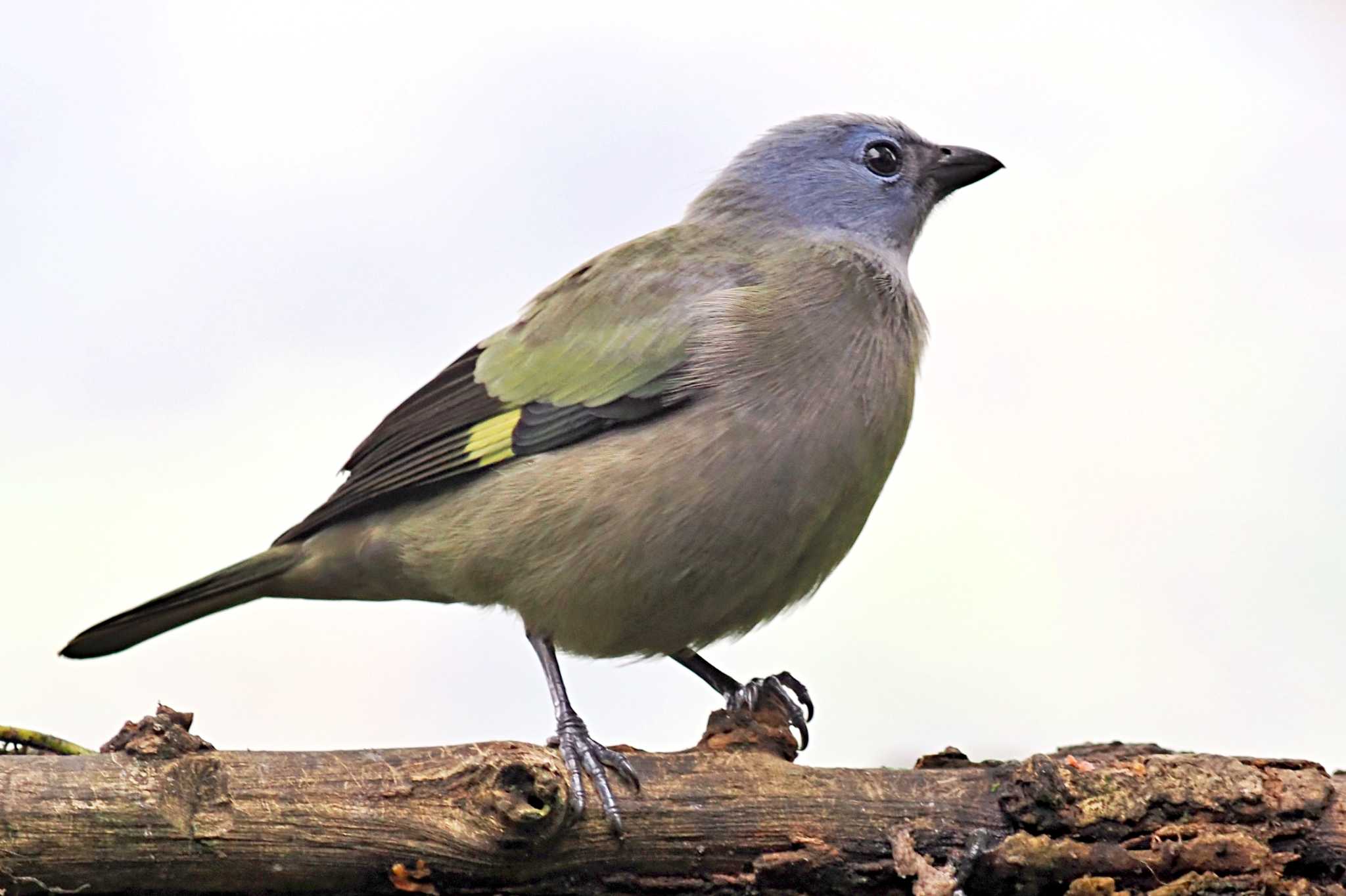 Pierella Ecological Garden(Costa Rica) モンキフウキンチョウの写真 by 藤原奏冥