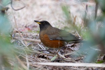 Brown-headed Thrush(orii) Kasai Rinkai Park Sat, 2/17/2024