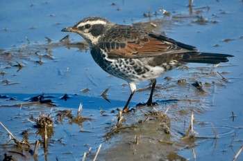 Dusky Thrush 夏目の堰 (八丁堰) Sun, 2/11/2024