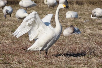 Tundra Swan 夏目の堰 (八丁堰) Sun, 2/11/2024