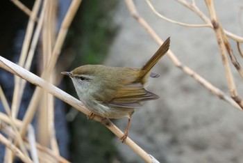 Japanese Bush Warbler Unknown Spots Sat, 2/17/2024