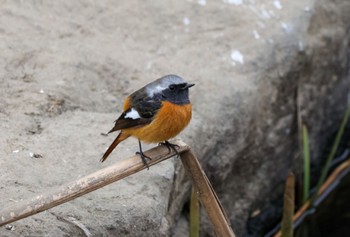 Daurian Redstart Unknown Spots Sat, 2/17/2024