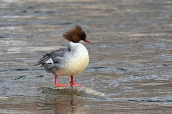 Common Merganser 豊平川 Sat, 2/17/2024