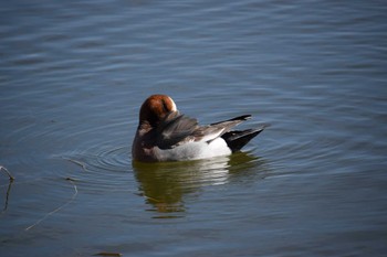 Eurasian Wigeon 牧野ヶ池緑地 Mon, 2/12/2024