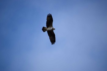 Osprey 牧野ヶ池緑地 Mon, 2/12/2024