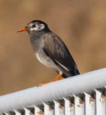 White-cheeked Starling 平塚田んぼ Wed, 2/14/2024