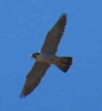 Peregrine Falcon 平塚田んぼ Wed, 2/14/2024