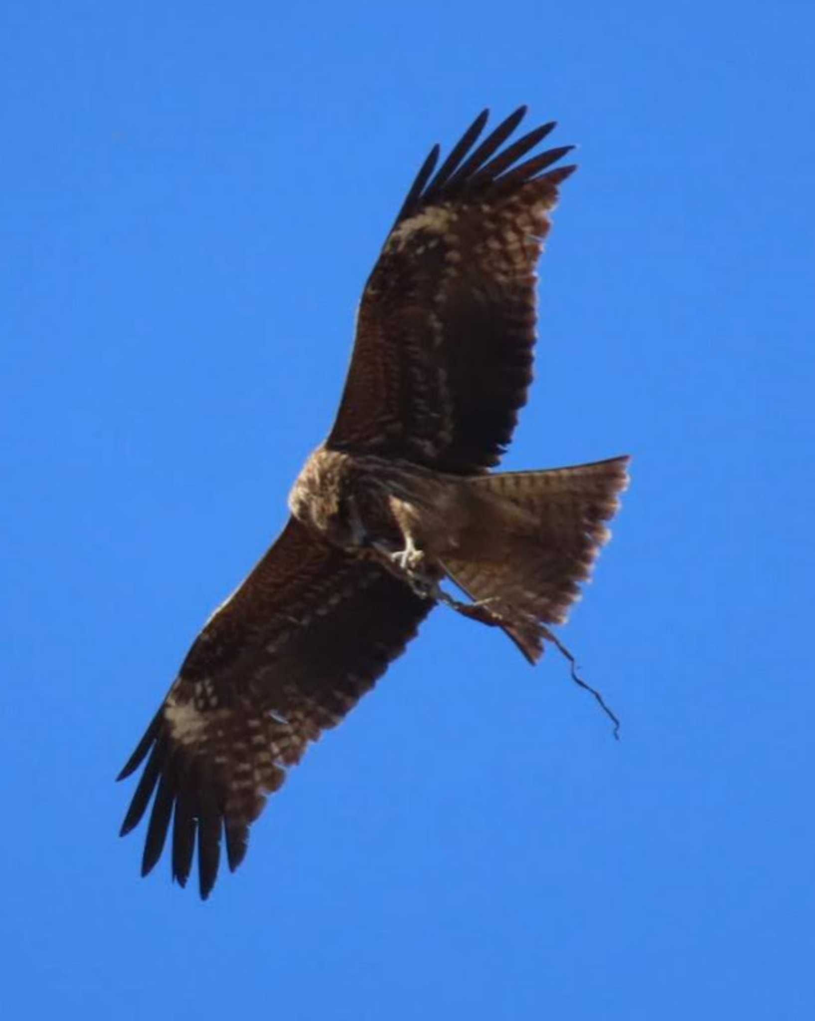 Photo of Black Kite at 平塚田んぼ by 生き物好きのY