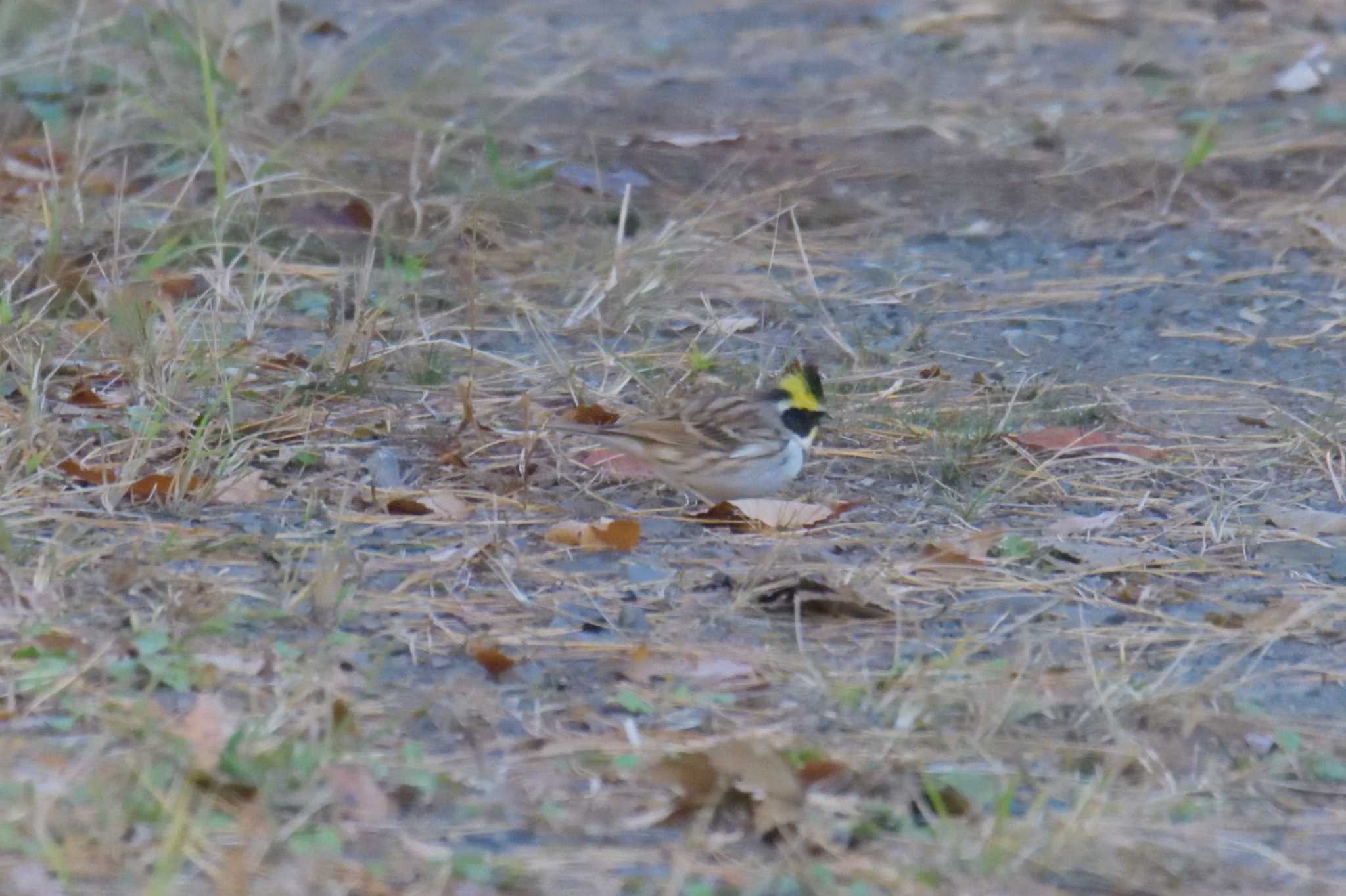 滋賀県甲賀市甲南町創造の森 ミヤマホオジロの写真 by masatsubo