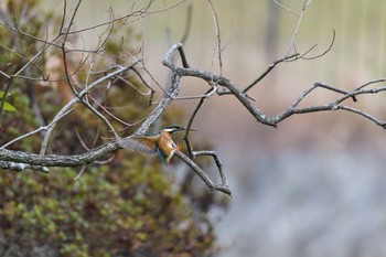 Common Kingfisher 大阪府 Sat, 2/17/2024