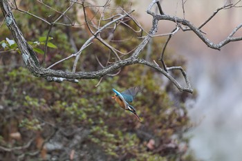 Common Kingfisher 大阪府 Sat, 2/17/2024