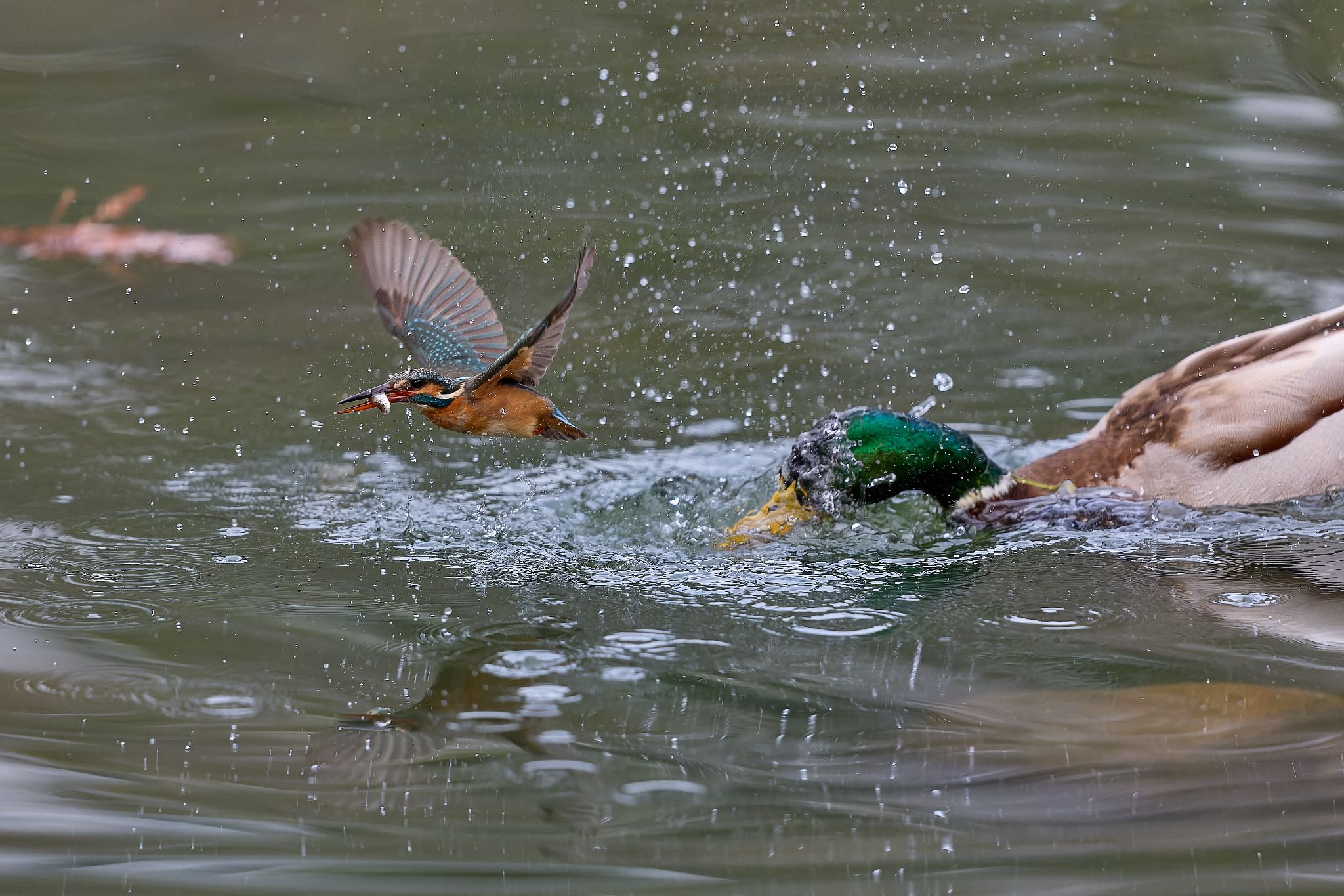 Photo of Common Kingfisher at 大阪府 by 明石のおやじ