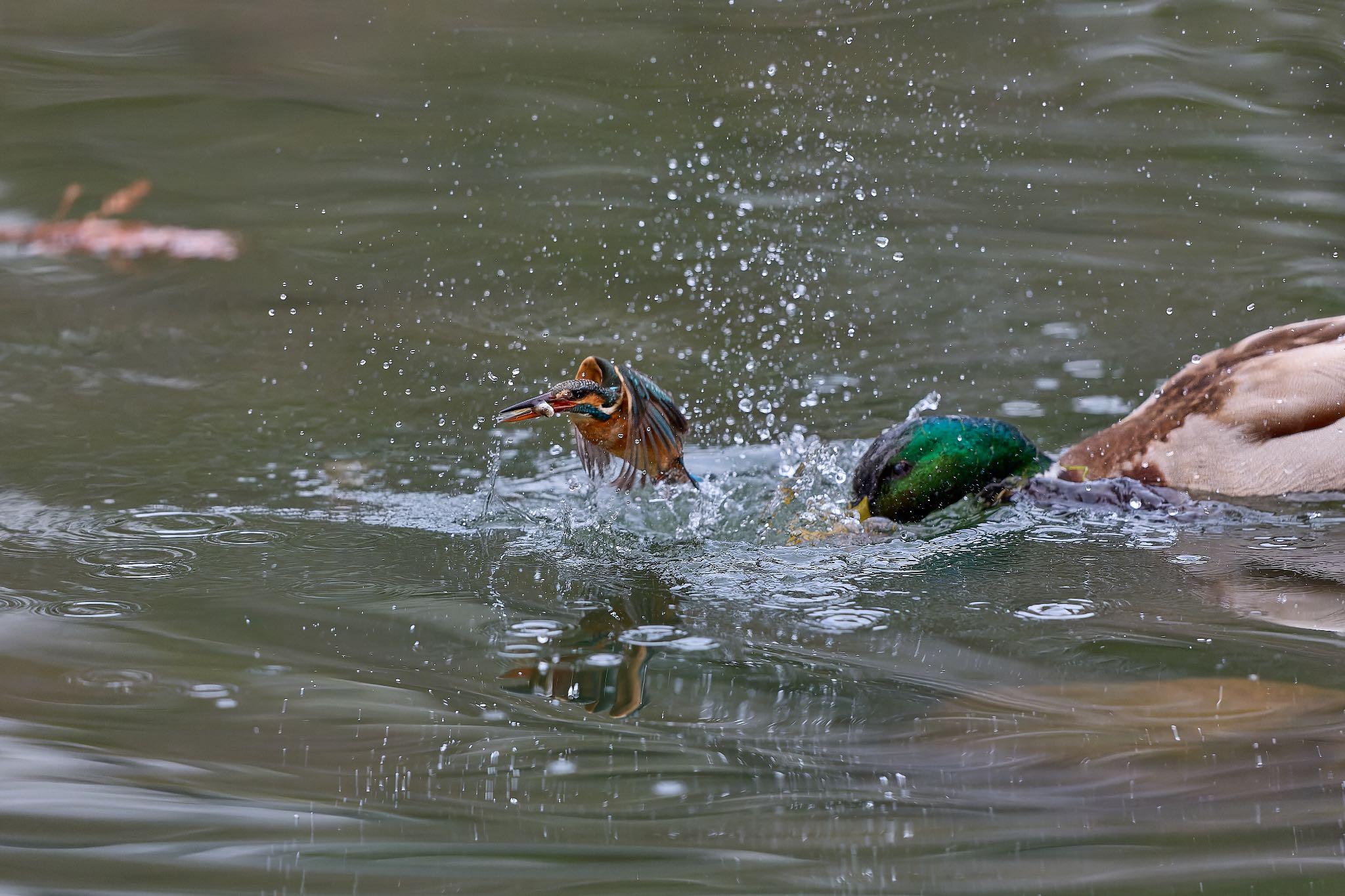 Photo of Common Kingfisher at 大阪府 by 明石のおやじ