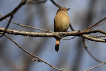 Daurian Redstart 雪入ふれあいの里公園 Sun, 12/17/2023