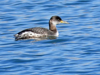 Red-necked Grebe 名取川河口 Sat, 2/17/2024