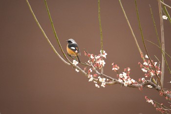 Sat, 2/17/2024 Birding report at 中郷温水池(三島市)