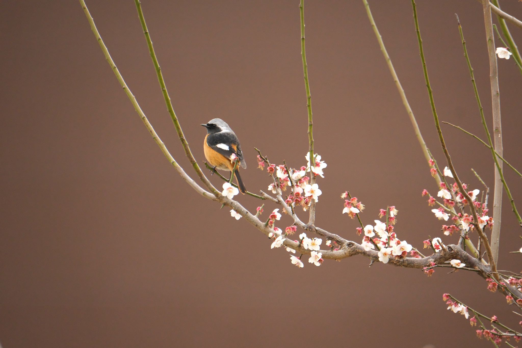 中郷温水池(三島市) ジョウビタキの写真 by ポン介