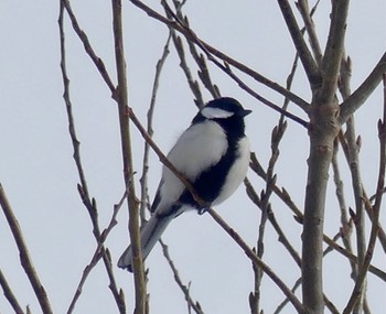 Japanese Tit Makomanai Park Sat, 2/17/2024