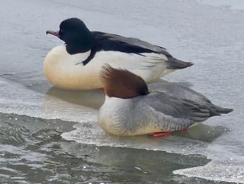 Common Merganser 真駒内川 Sat, 2/17/2024