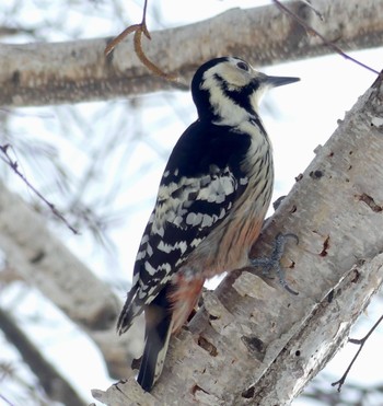 White-backed Woodpecker(subcirris) Makomanai Park Sat, 2/17/2024