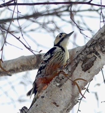 White-backed Woodpecker(subcirris) Makomanai Park Sat, 2/17/2024