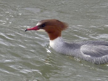 Common Merganser 真駒内川 Sat, 2/17/2024