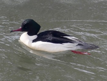 Common Merganser 真駒内川 Sat, 2/17/2024