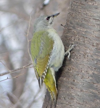 Grey-headed Woodpecker Makomanai Park Sat, 2/17/2024